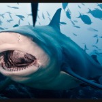 JAWS