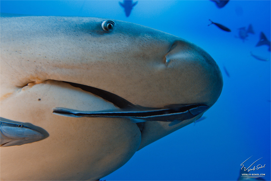 Sharks underwater photo