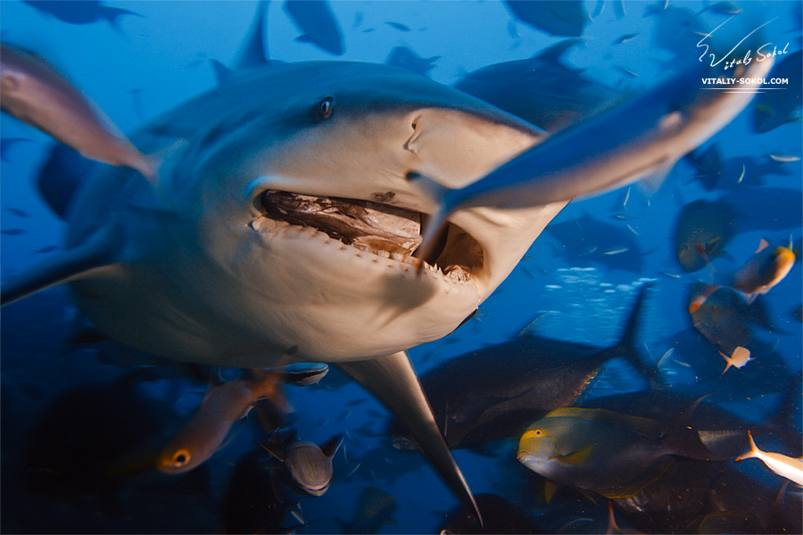 Фиджи. Бычья акула. Fiji. Bullshark. Jaws. Fish. Underwater. Human and sharks.