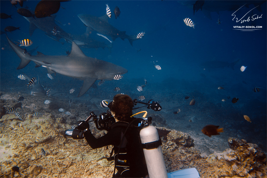 Underwater. Human and sharks.