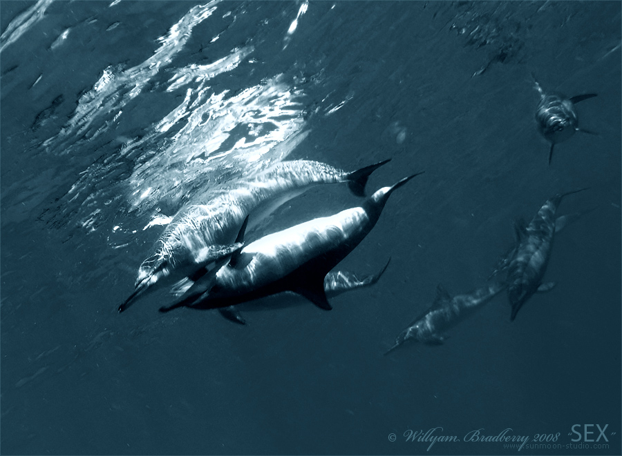 подводные фото дельфинов underwater photo of dolphins