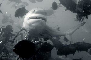 Акула под водой. Челюсти и зубы. Подводная фотосъемка.