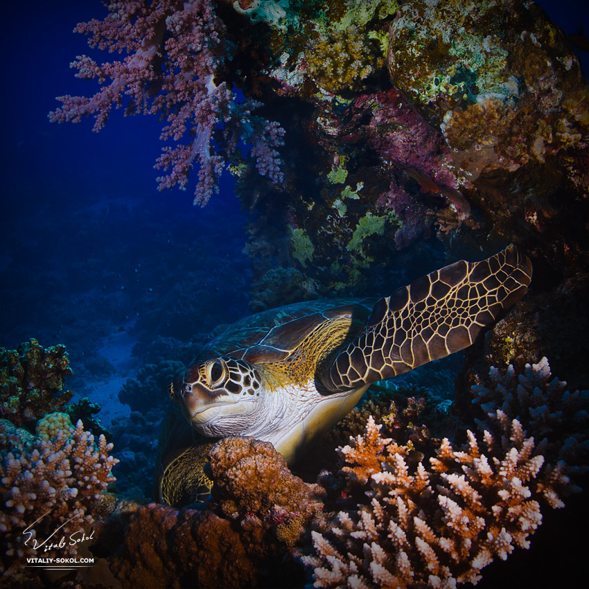 Big green sea turtle between corals underwater