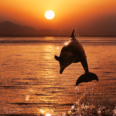 beautiful dolphin