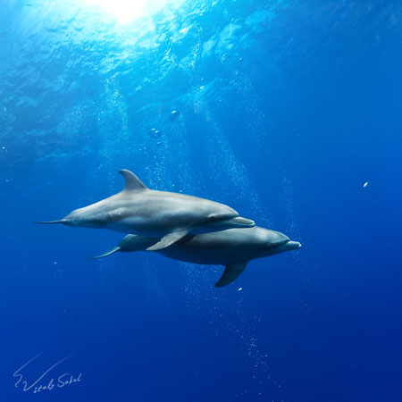 a pair of dolphins underwater