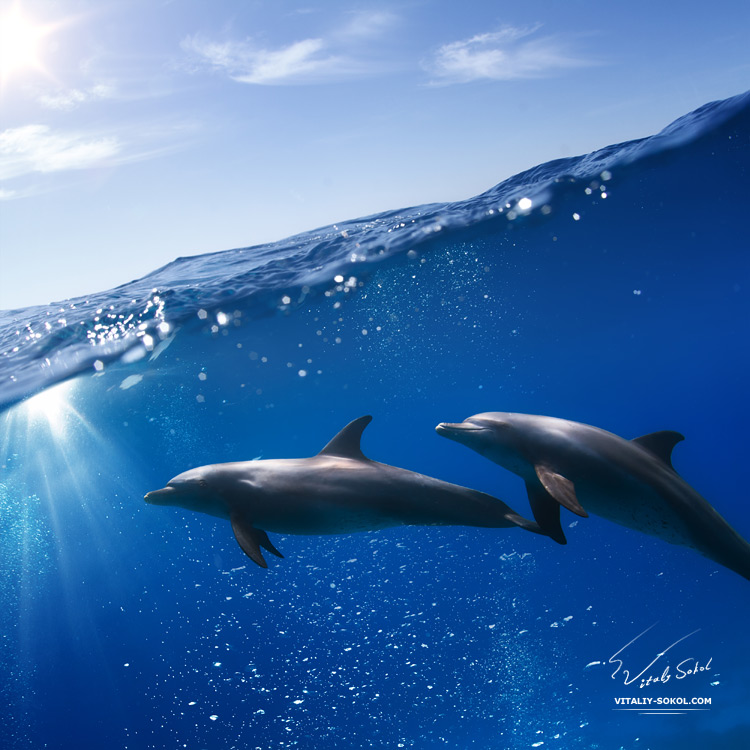 wild-dolphins-playing-in-sunrays-underwater-in-blue-4