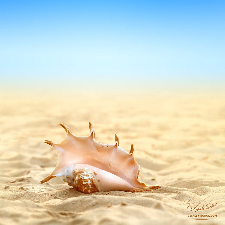 Tropical ocean paradise design postcard. A beach with seashell of lambis truncata giant mollusk on sand 