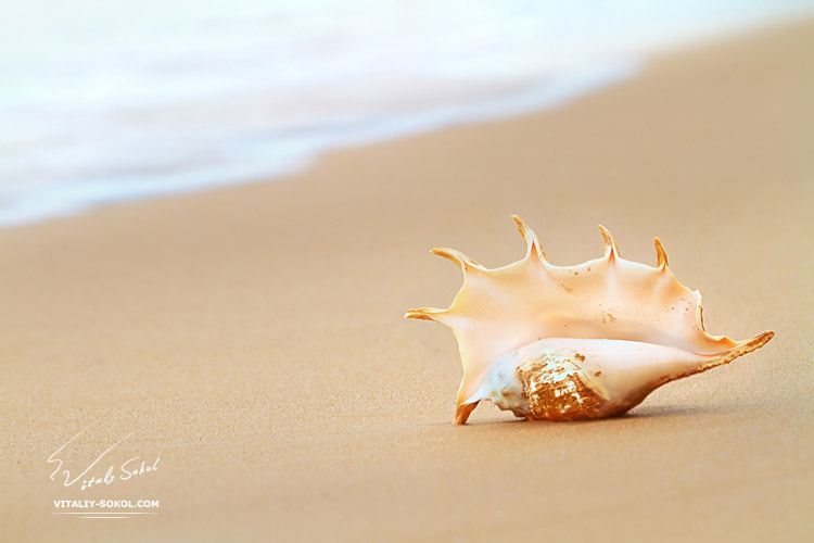 Tropical ocean paradise design postcard. A beach with seashell of lambis truncata giant mollusk on wet sand near water foam 