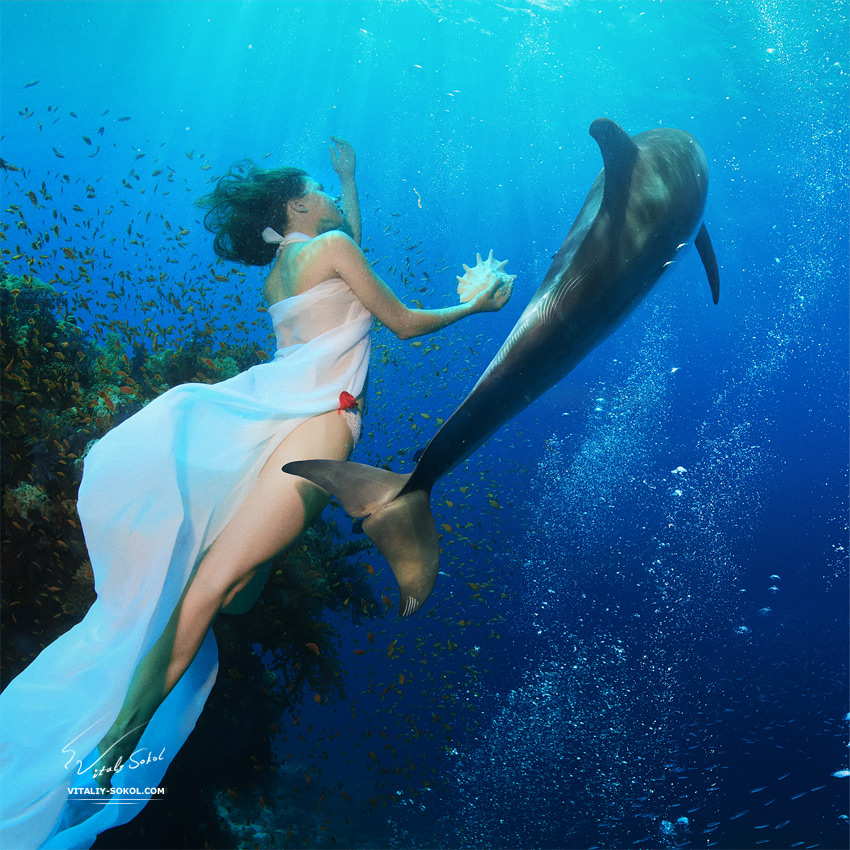mermaid-and-dolplhin
