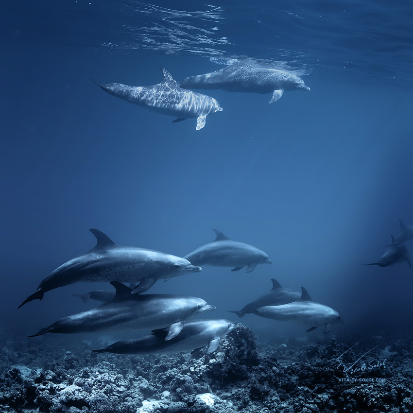 a family of red-sea common bottlenose dolphins in dark blue aquatic ocean water