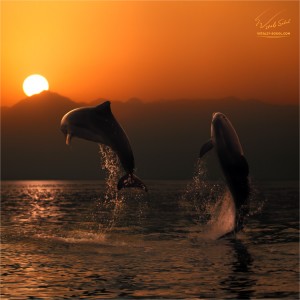 oceanview two beautiful dolphins leaping from sea