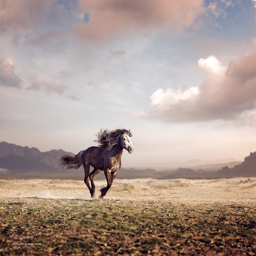 Running horse with streamed mane in a beautiful valley at sunset time 