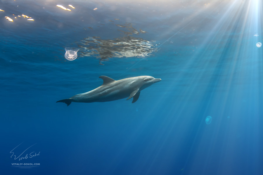 dolphin-IMG_6790