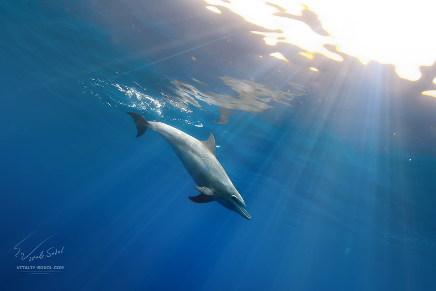 dolphin-IMG_6812