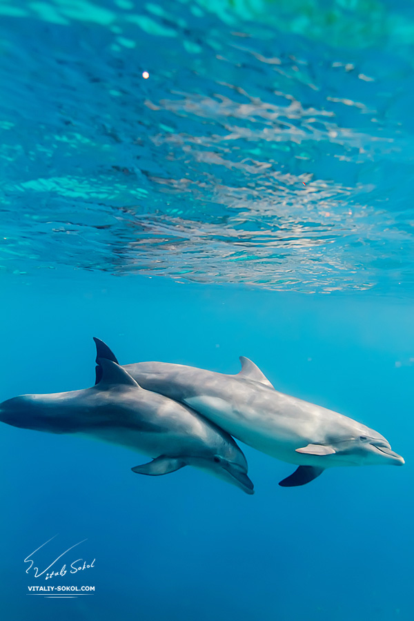dolphins-IMG_0257