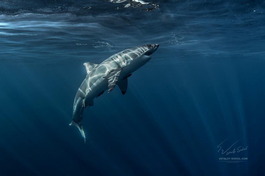 Great White Shark close water surface 