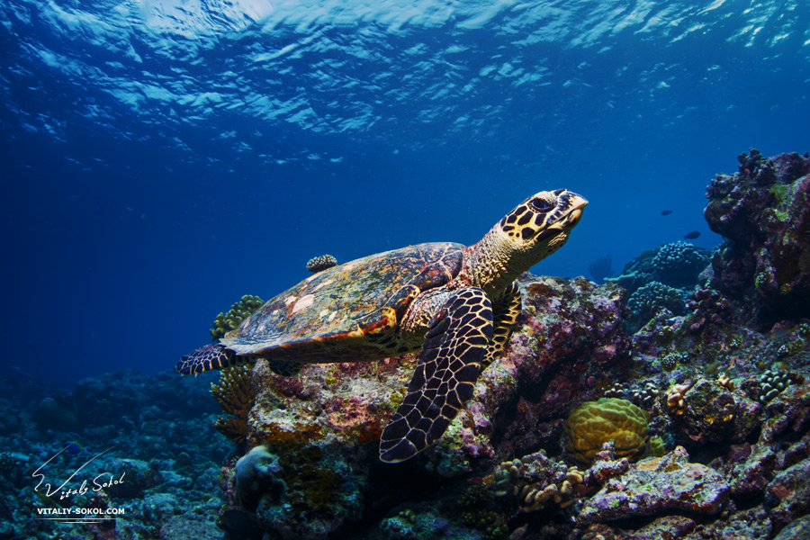 Underwater wildlife with animals, Divers adventures in Maldives. Sea turtle floating over Coral reef with water surface.