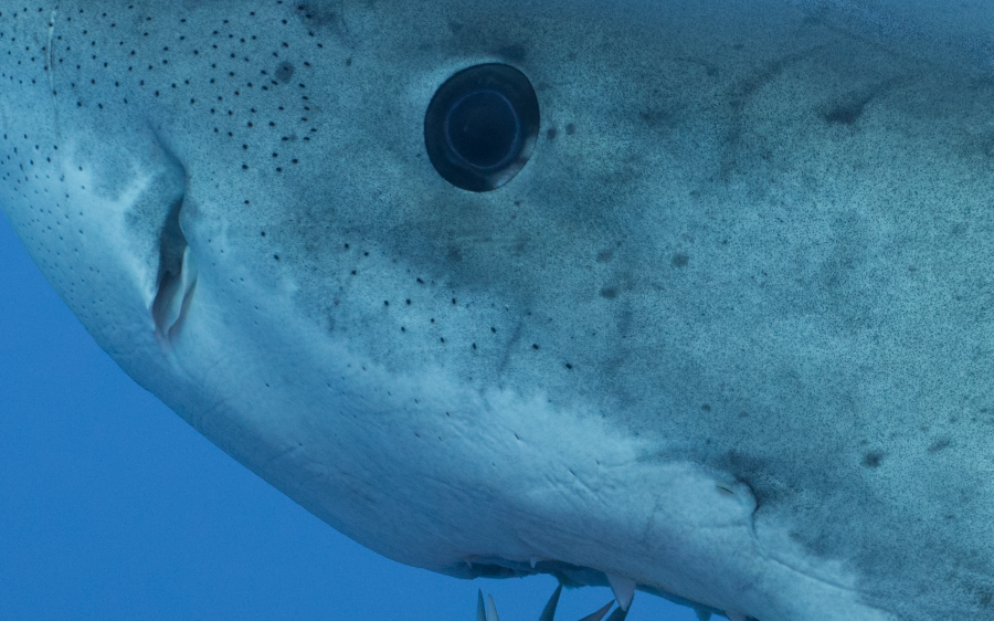 Great White Shark. Nikon D810+35mm lens