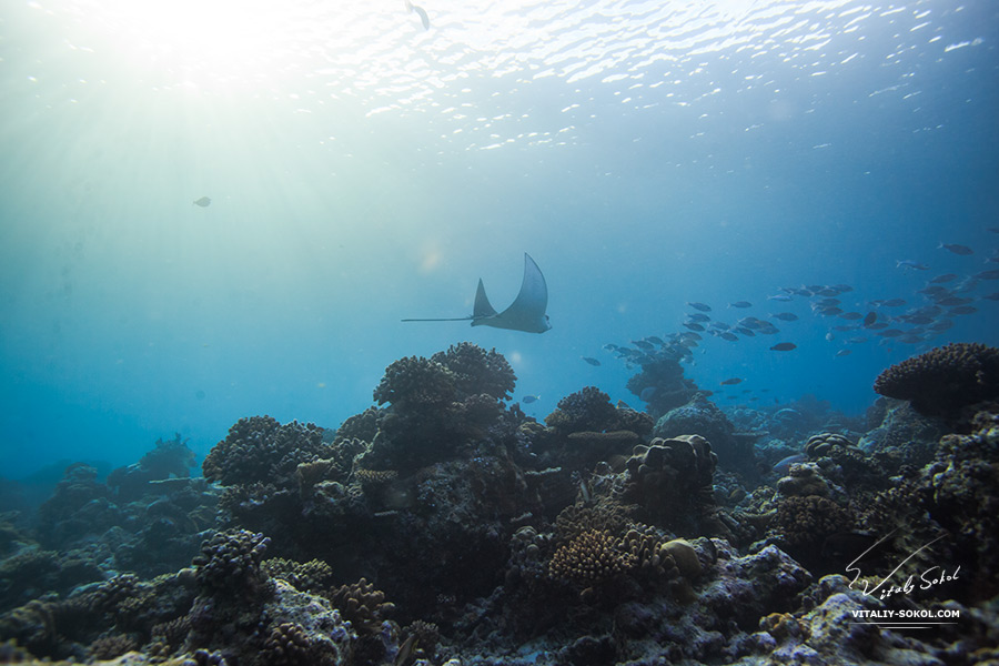 Подводный мир Мальдив. Скат-орляк летит над рифом со стаями рыб сквозь лучи солнца