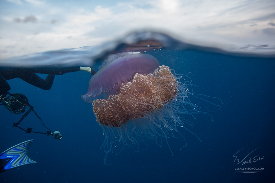 Гигантская медуза в океане. Снимок сделан в технике сплит.