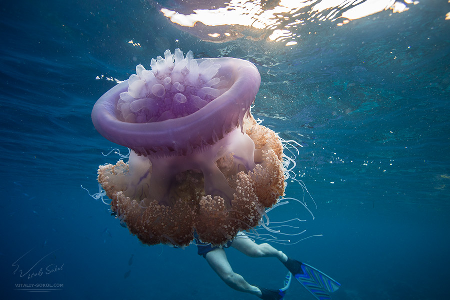 Медуза Цефея в Индийском океане с торчащим из неё дайвером на синей воде.