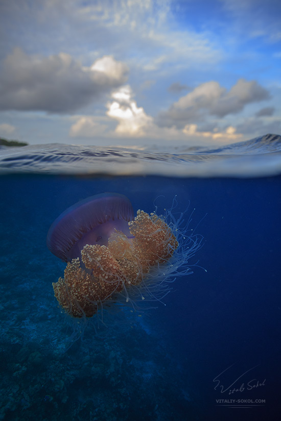Снимок гигантской розовой медузы Цефеи. Снято в пол-воды техника сплит, небо, облака, плёнка воды разрезает среды. Коралловый риф уходит в океан.