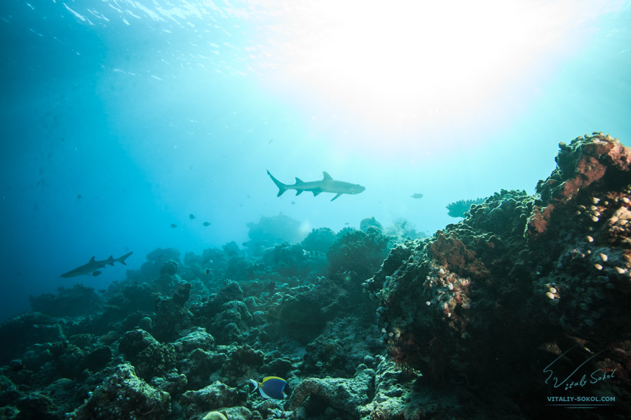 White tip sharks underwater. Maldivian sea life