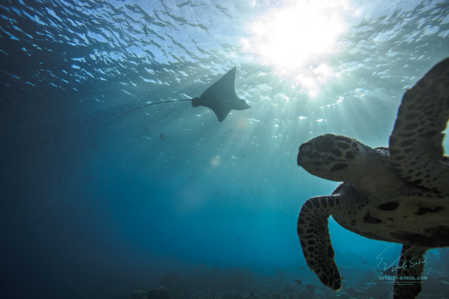 Eagleray and sea turtle with sunlight on water surface. Underwater photo by Vitaliy Sokol