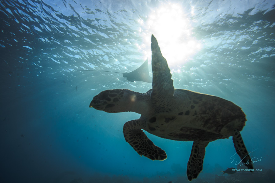 Eagleray and sea turtle with sunlight on water surface. Underwater photo by Vitaliy Sokol