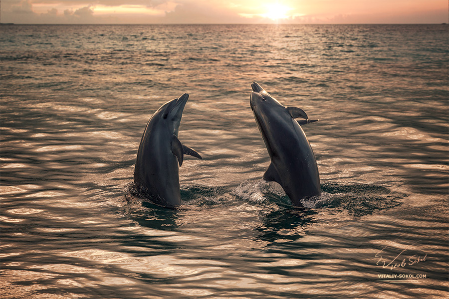 Stock image: Two beautiful dolphins in golden sunset water.