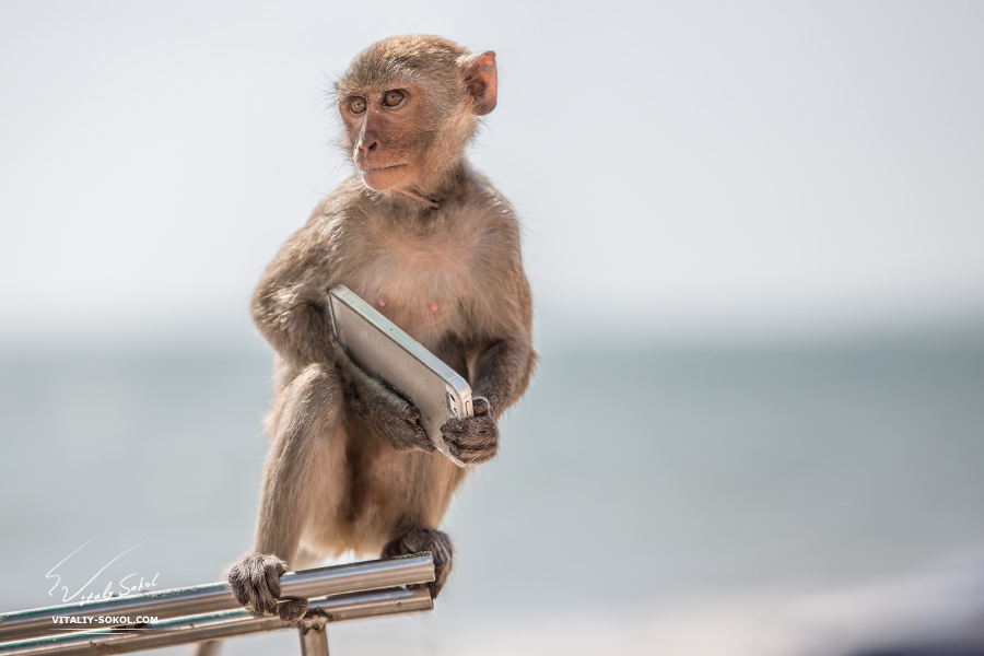 Serious monkey holding smartphone. Animal sitting on steel stick with phone in arms. 