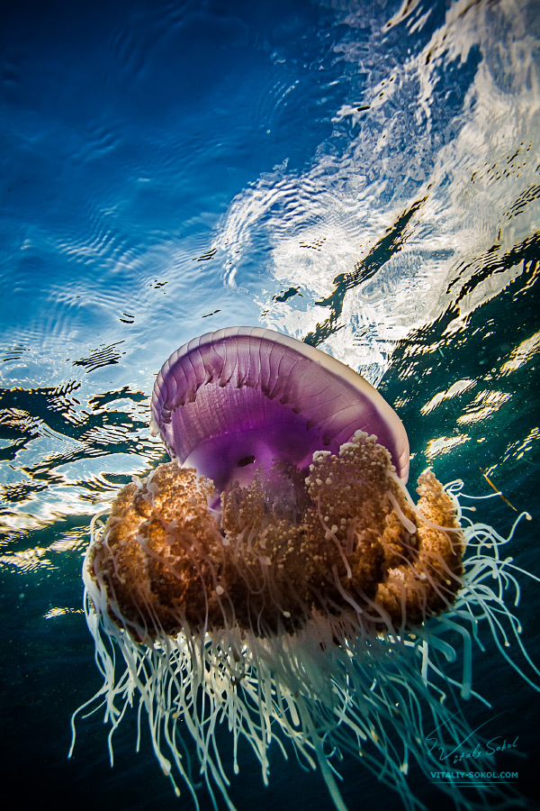 Jellyfish In Blue Ocean Water