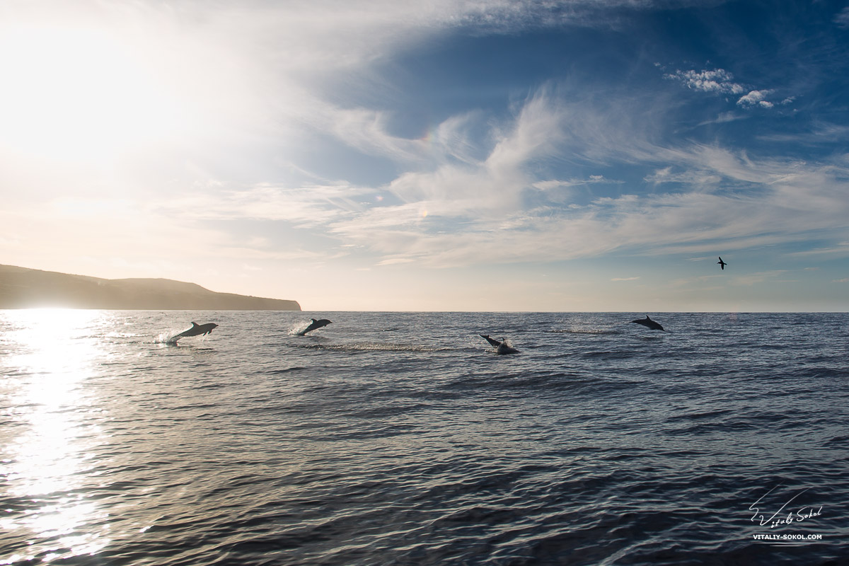 Дельфины, выпрыгивающие из воды в океане на закате, чайки над волнами и красота вокруг