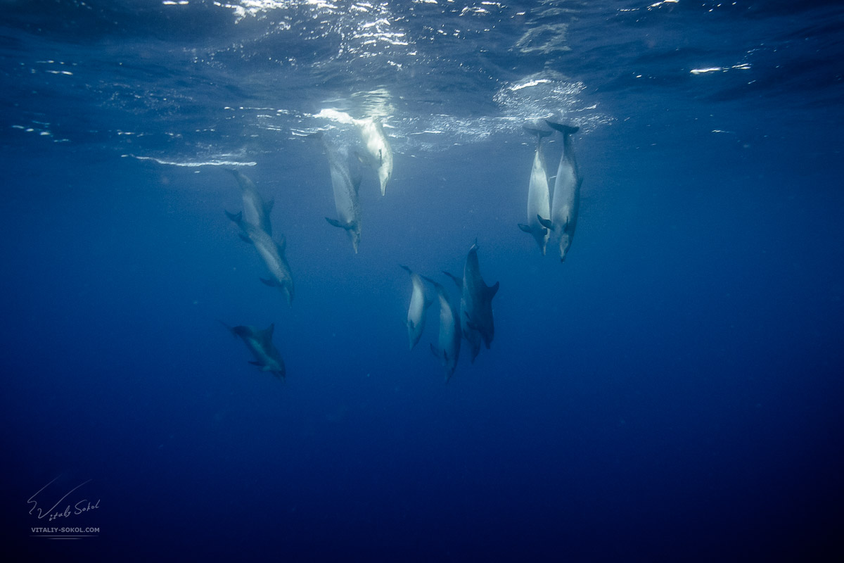 Стая дельфинов под водой
