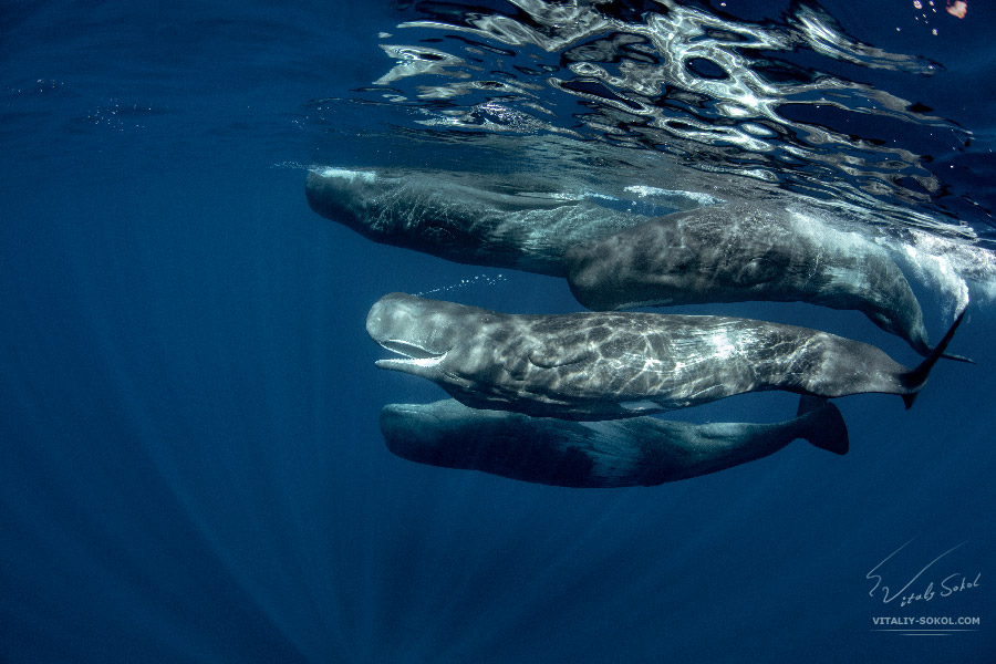 Улыбающийся Кашалот под водой в стае. Атлантический океан, Азорский архипелаг, остров Сан Мигель, охота за китами