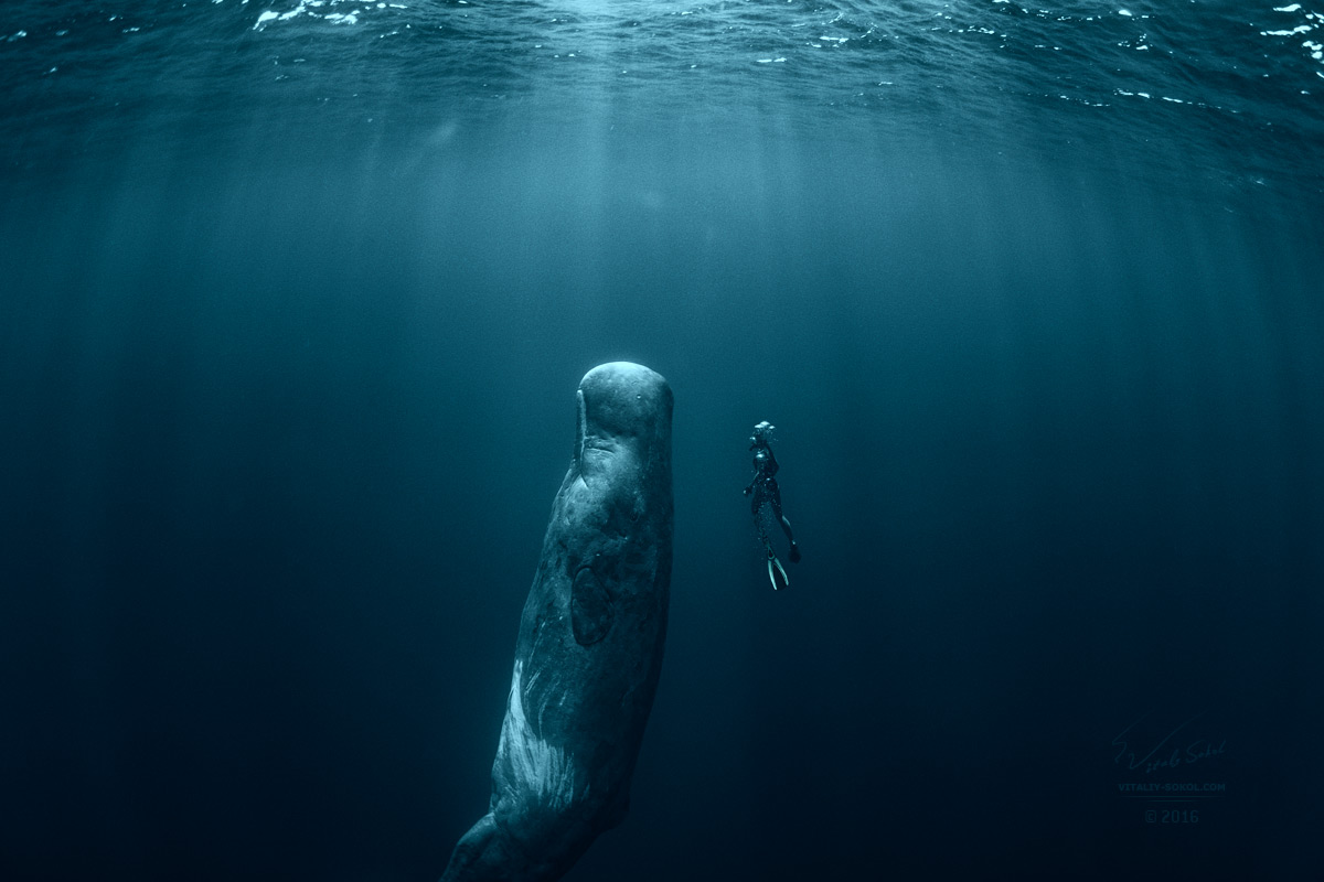 Sperm whale and Freediver