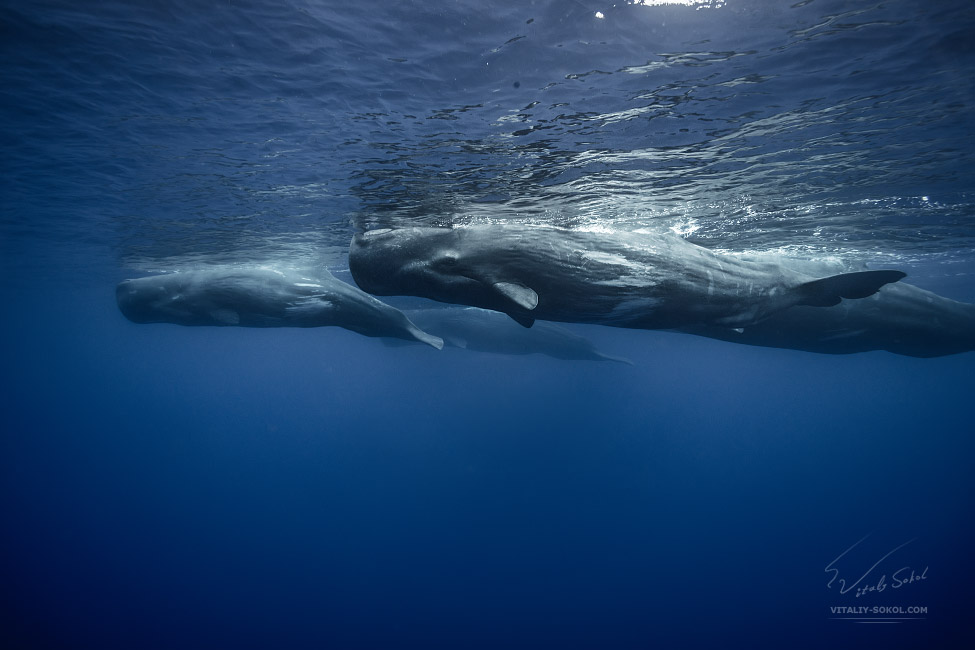Underwater Shot of a family of spermwhales
